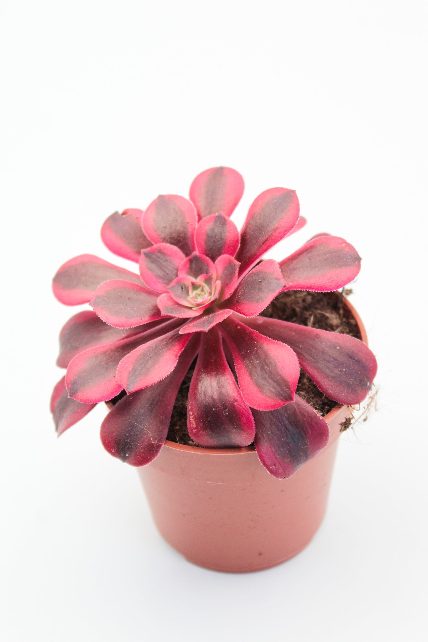 Aeonium medusa