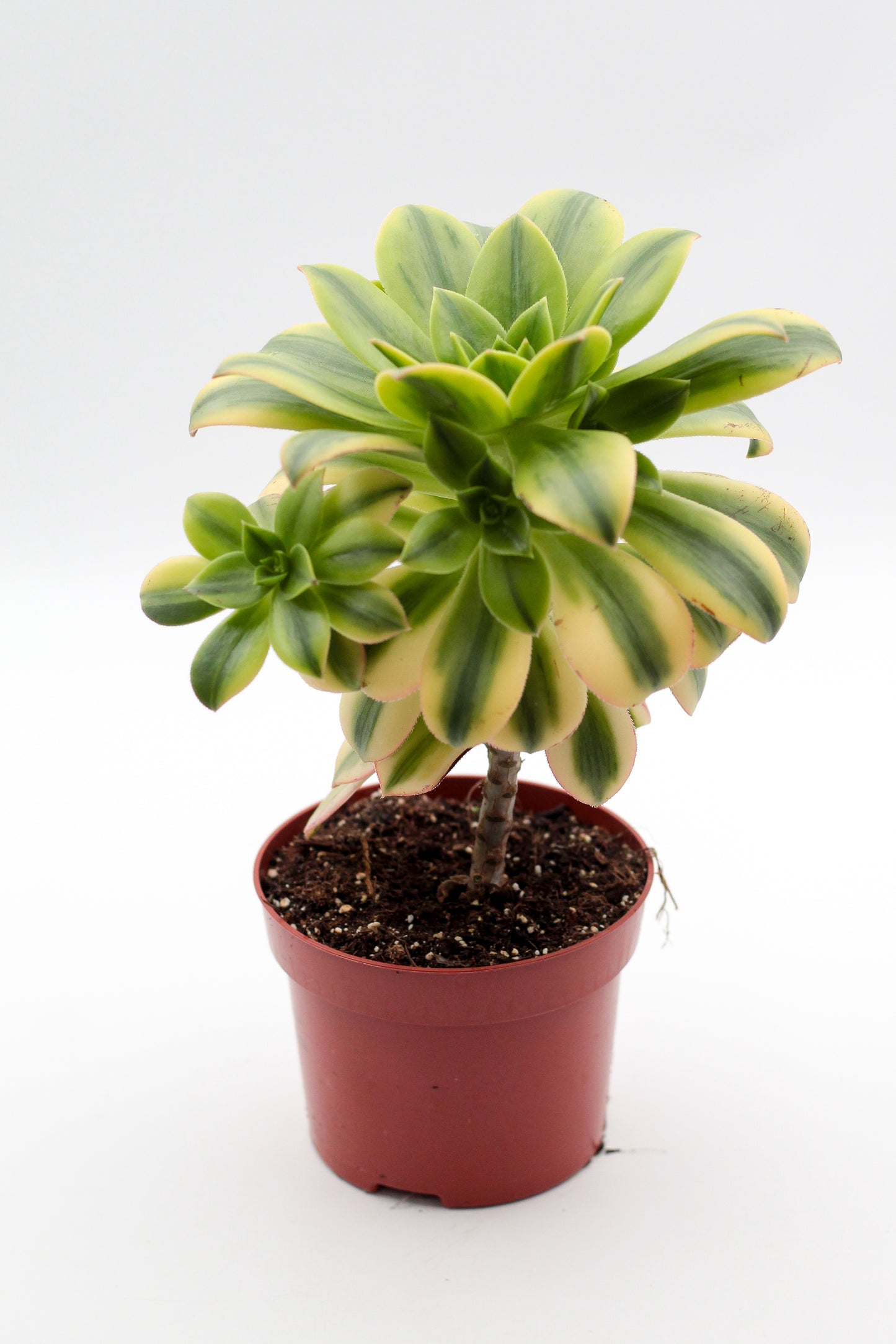 Aeonium florence op stam