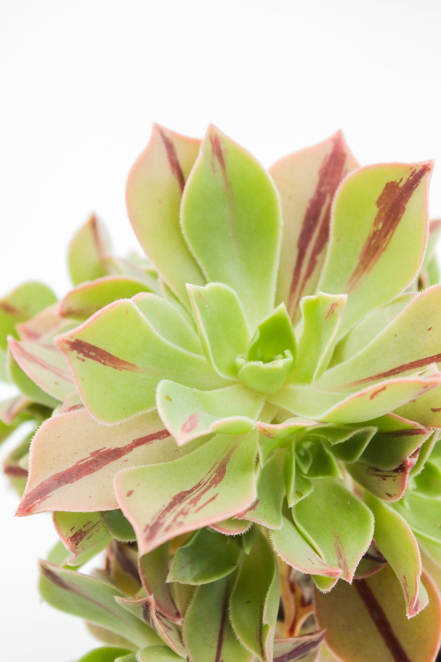 Aeonium leucoblepharum (yemen form)