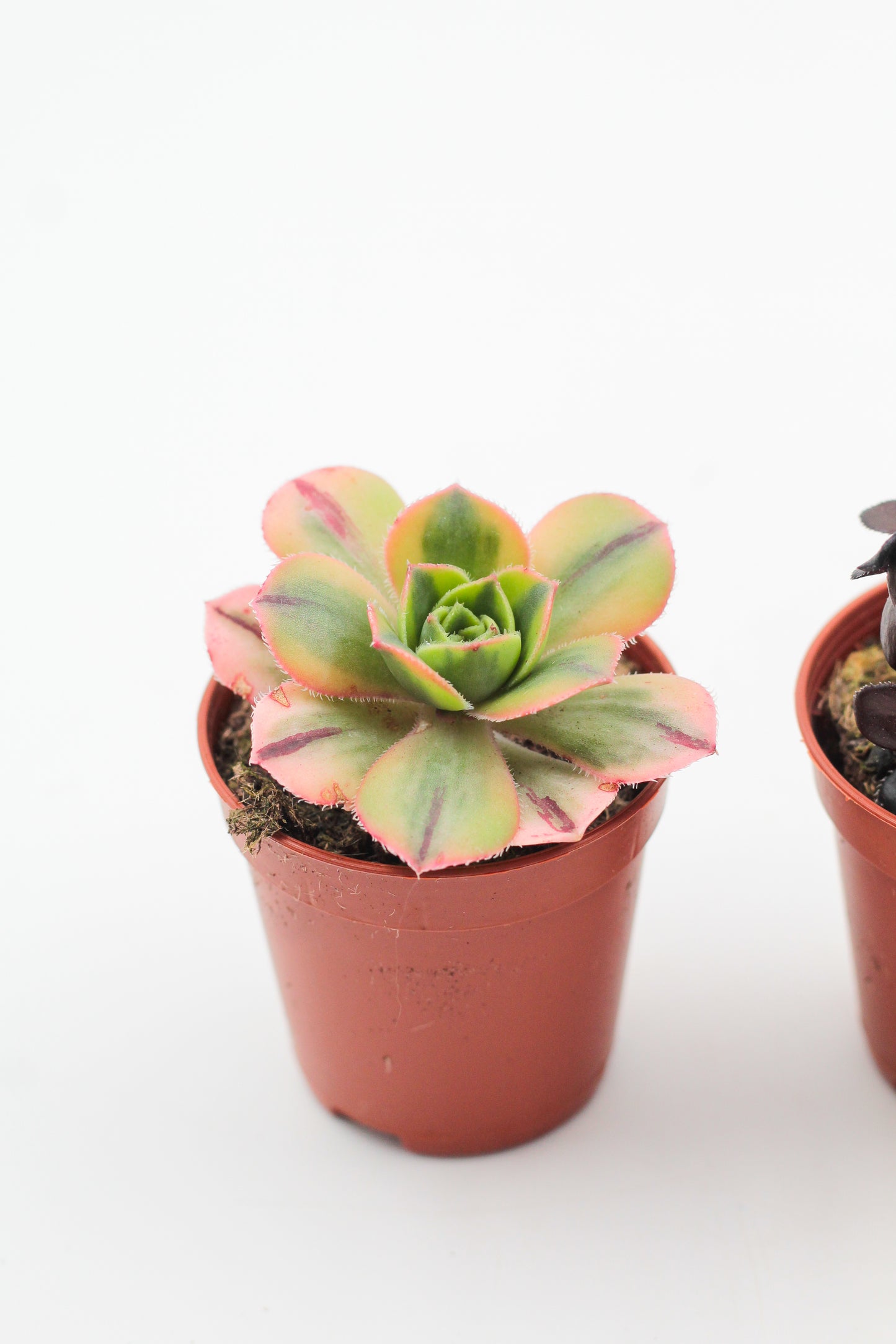 Aeonium mix "budget prikker"