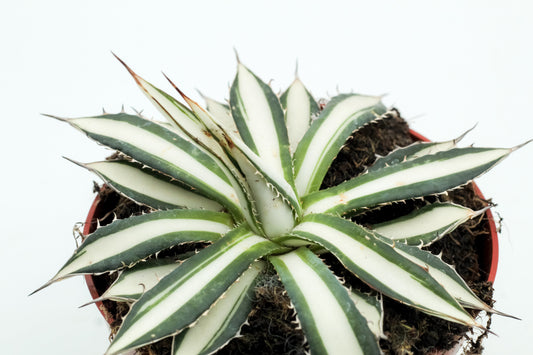 Agave Peace Revolution