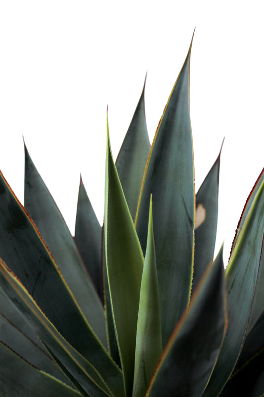Agave Shaka Zulu (Blue Glow)