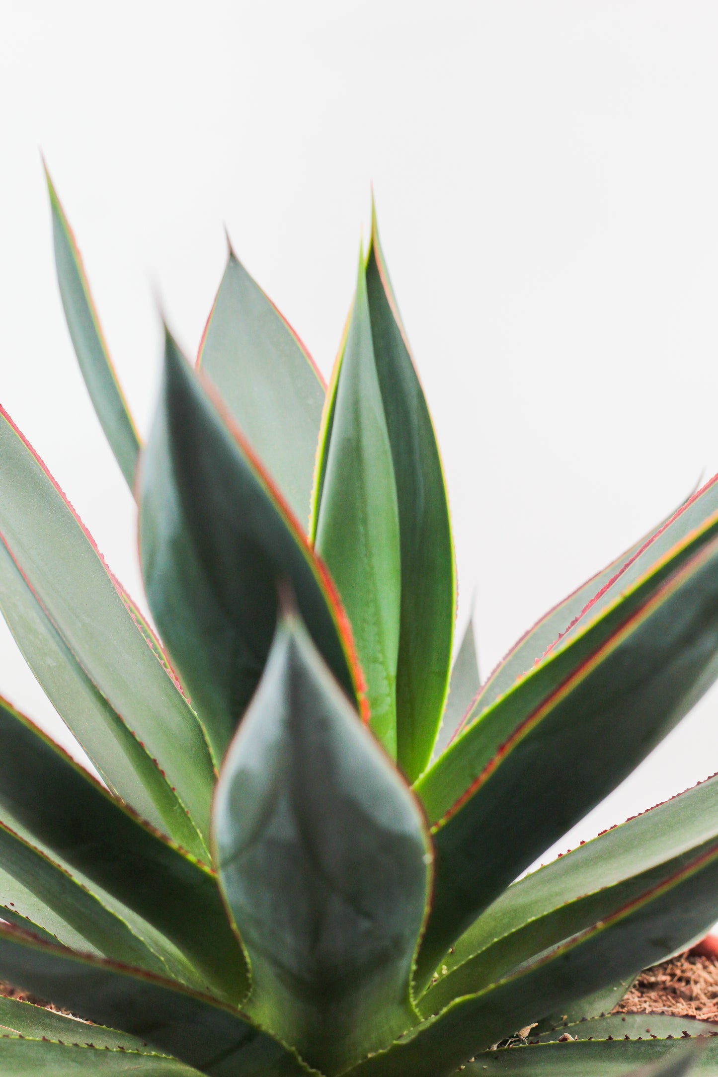 Agave Shaka Zulu (Blue Glow)