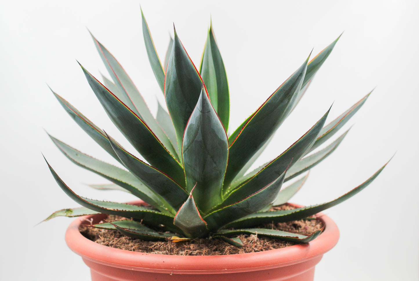 Agave Shaka Zulu (Blue Glow)