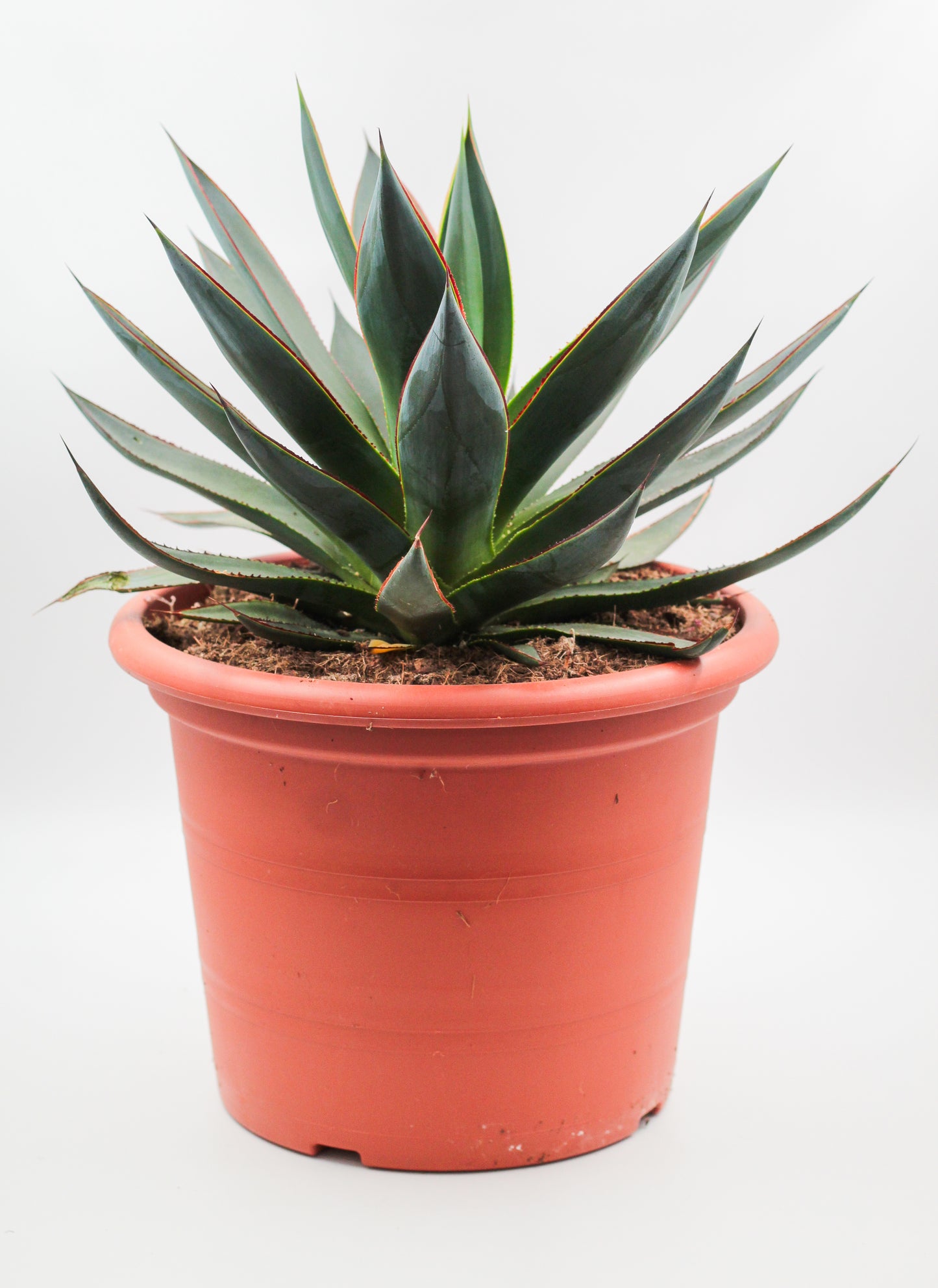 Agave Shaka Zulu (Blue Glow)