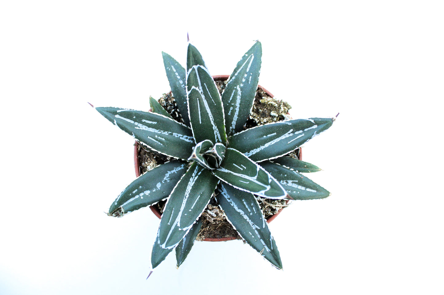 Agave victoria regina