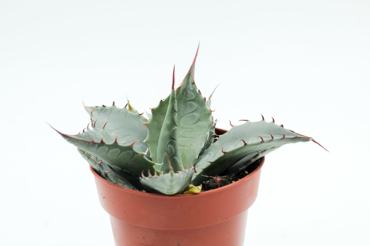 Agave salmiana var. ferox