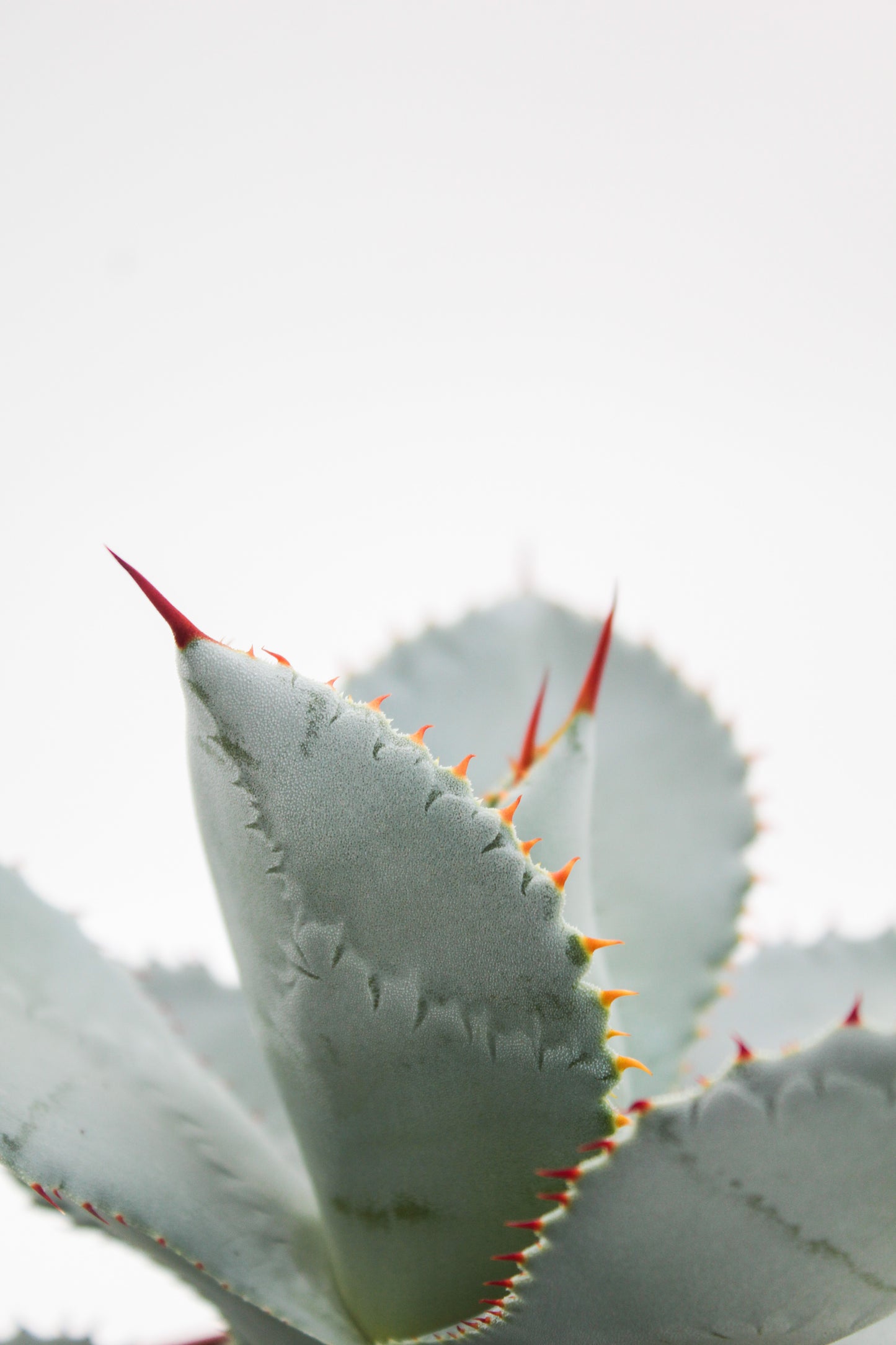 Agave seemanniana subs. pygmaea