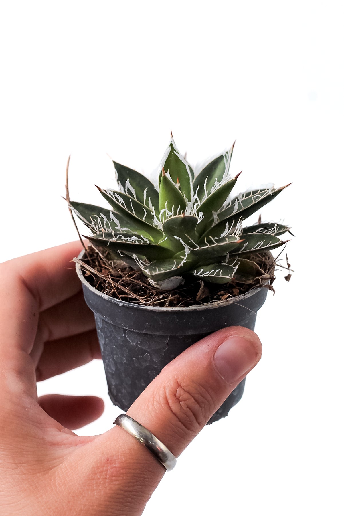 Agave filifera subs. schidigera 'Black Widow'