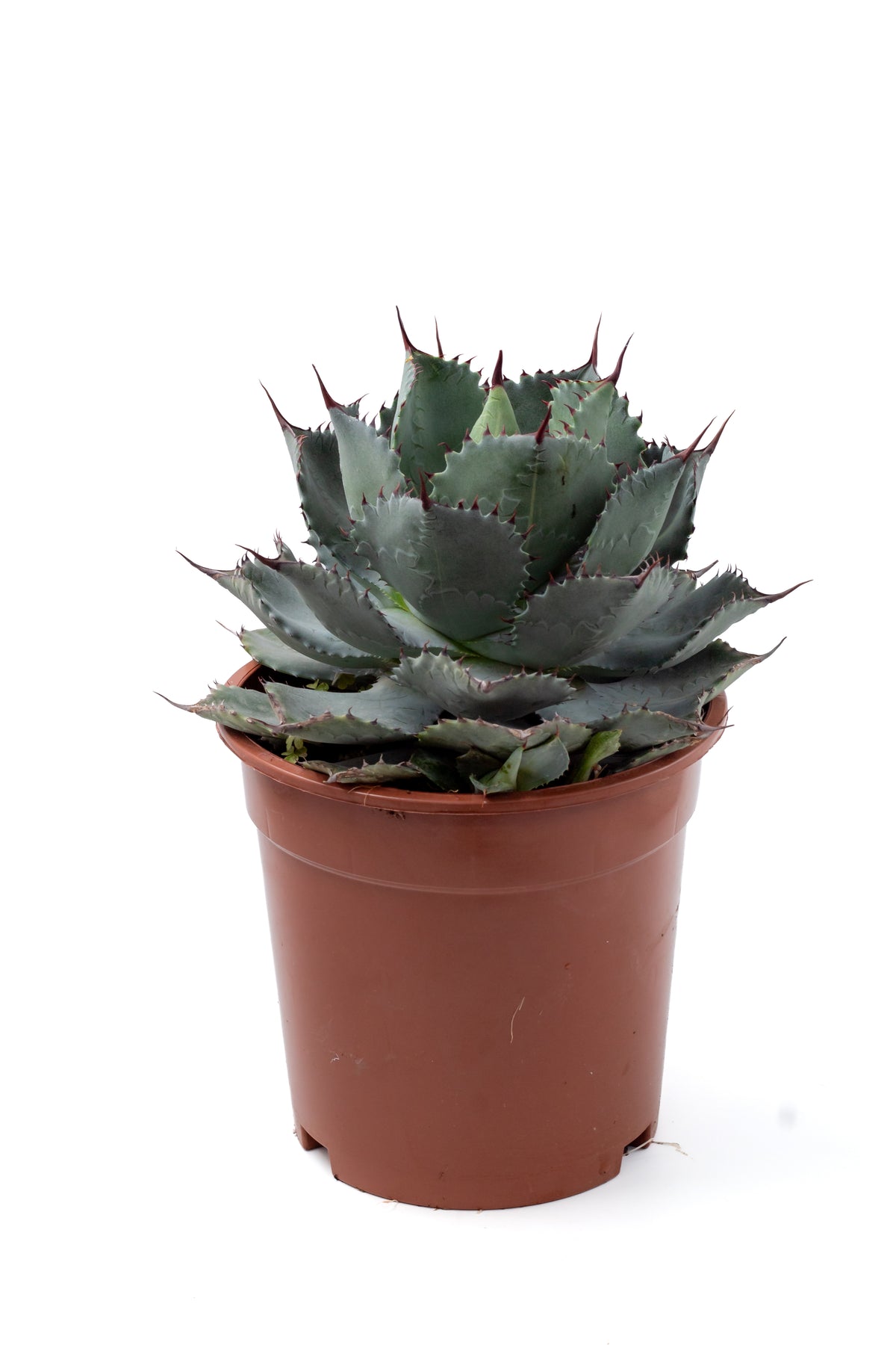 Agave parrasana