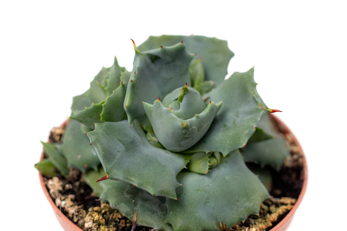 Agave potatorum cv. Shoji Raijin