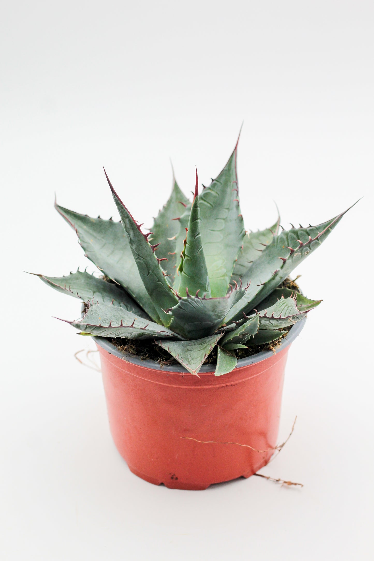 Agave salmiana var. ferox