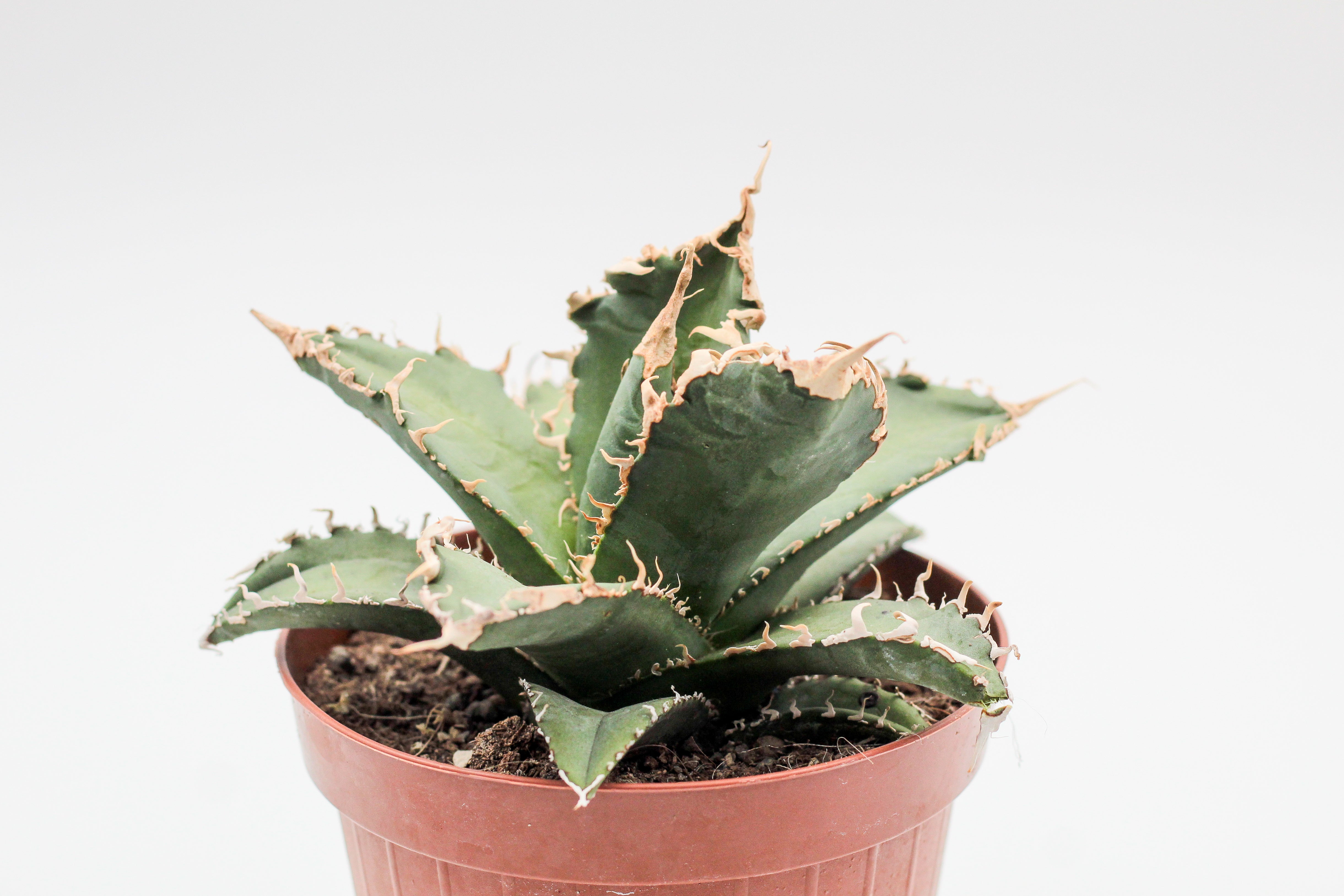 Agave titanota – ikhebeencactus