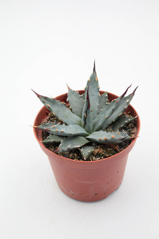 Agave utahensis var. nevadensis