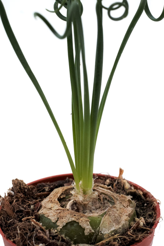 Albuca Spiralis caudex "frizzle sizzle"