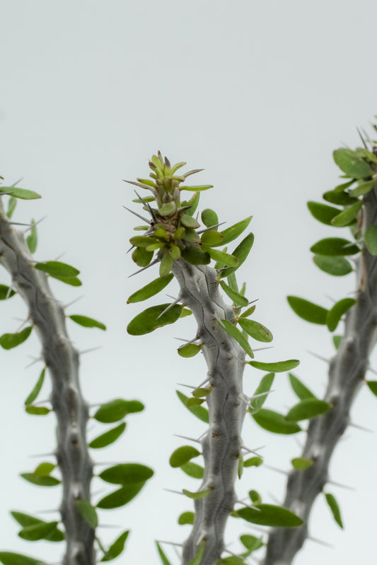 Alluaudia procera