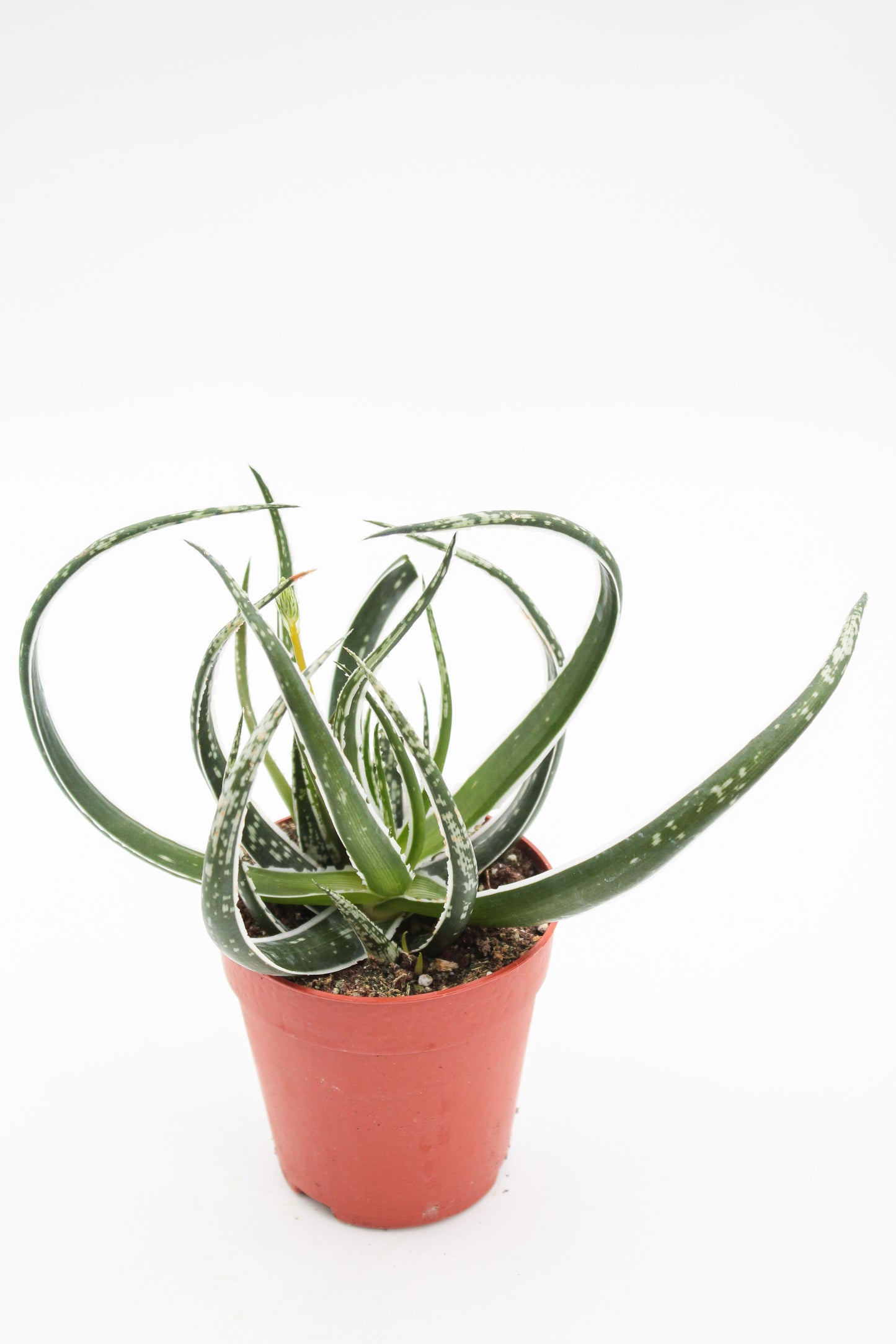 Aloe Maidu