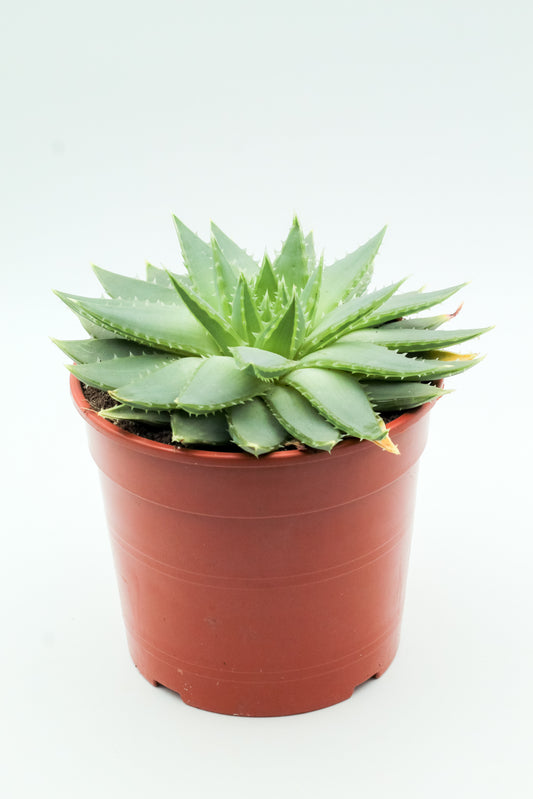 Aloë Polyhylla groot