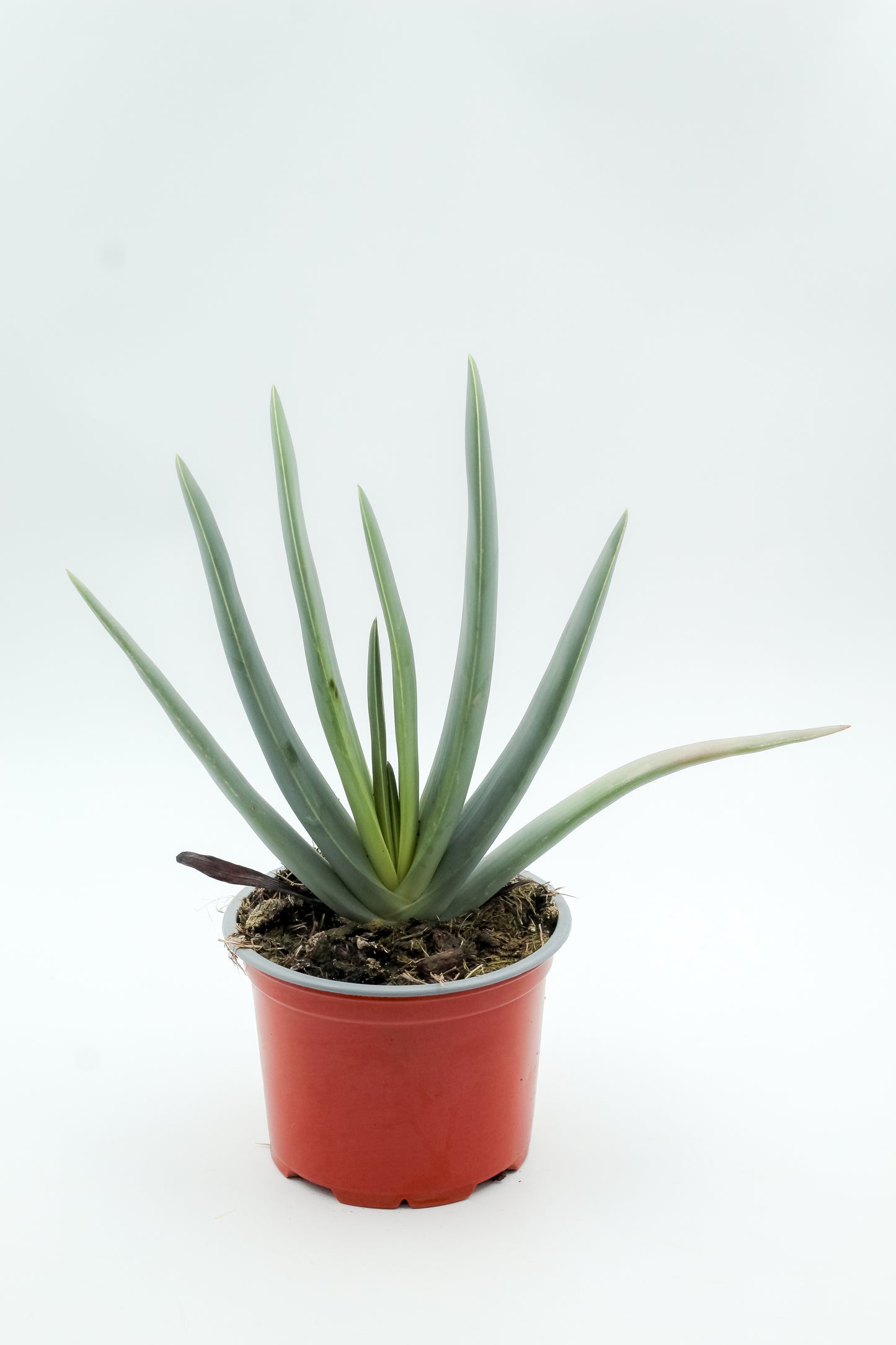 Aloë plicatilis