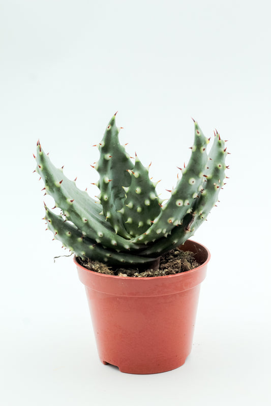Aloe aculeata