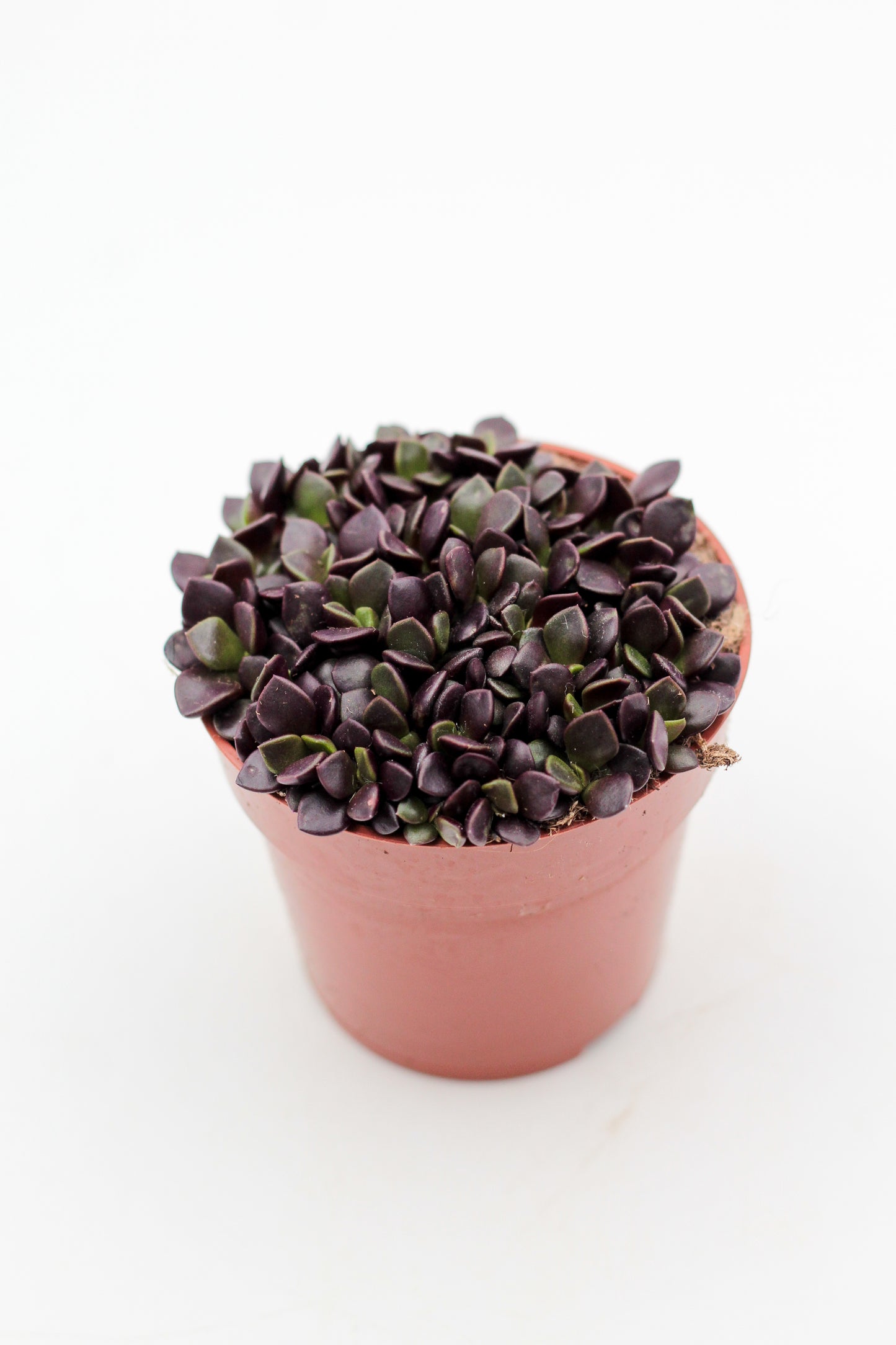 Anacampseros rufescens