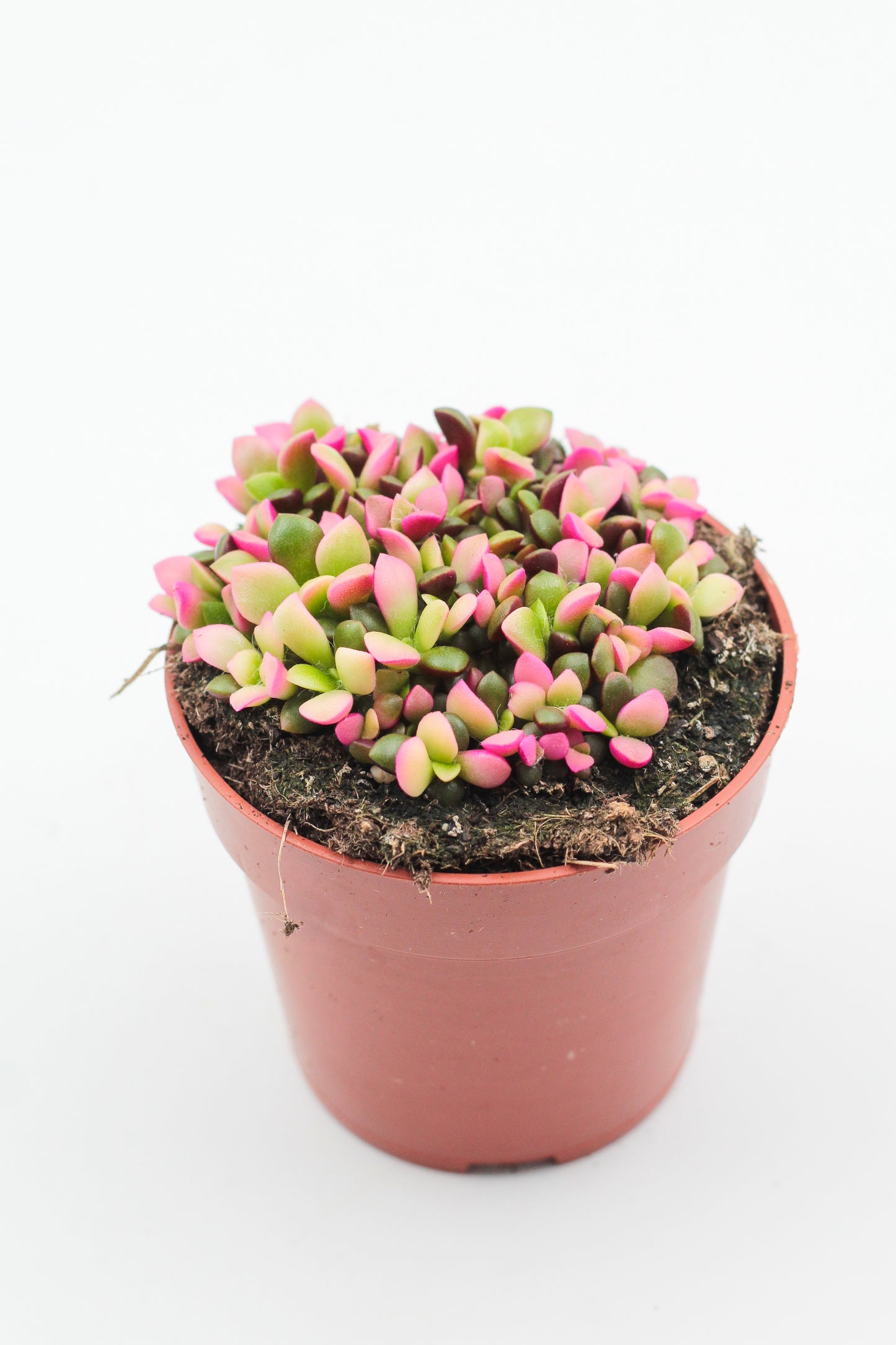 Anacampseros rufescens cv. Sunrise