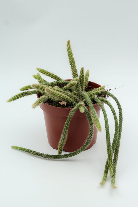 Aporocactus flagelliformis (Disocactus flagelliformis)