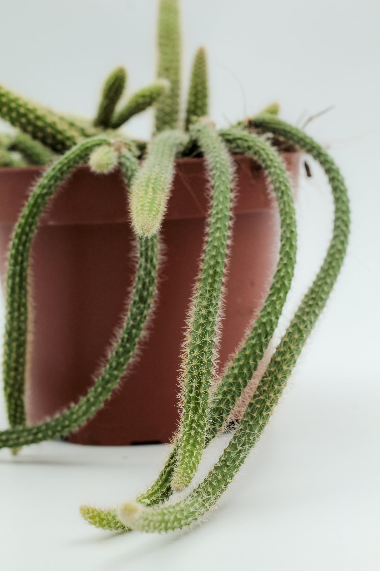Aporocactus flagelliformis (Disocactus flagelliformis)