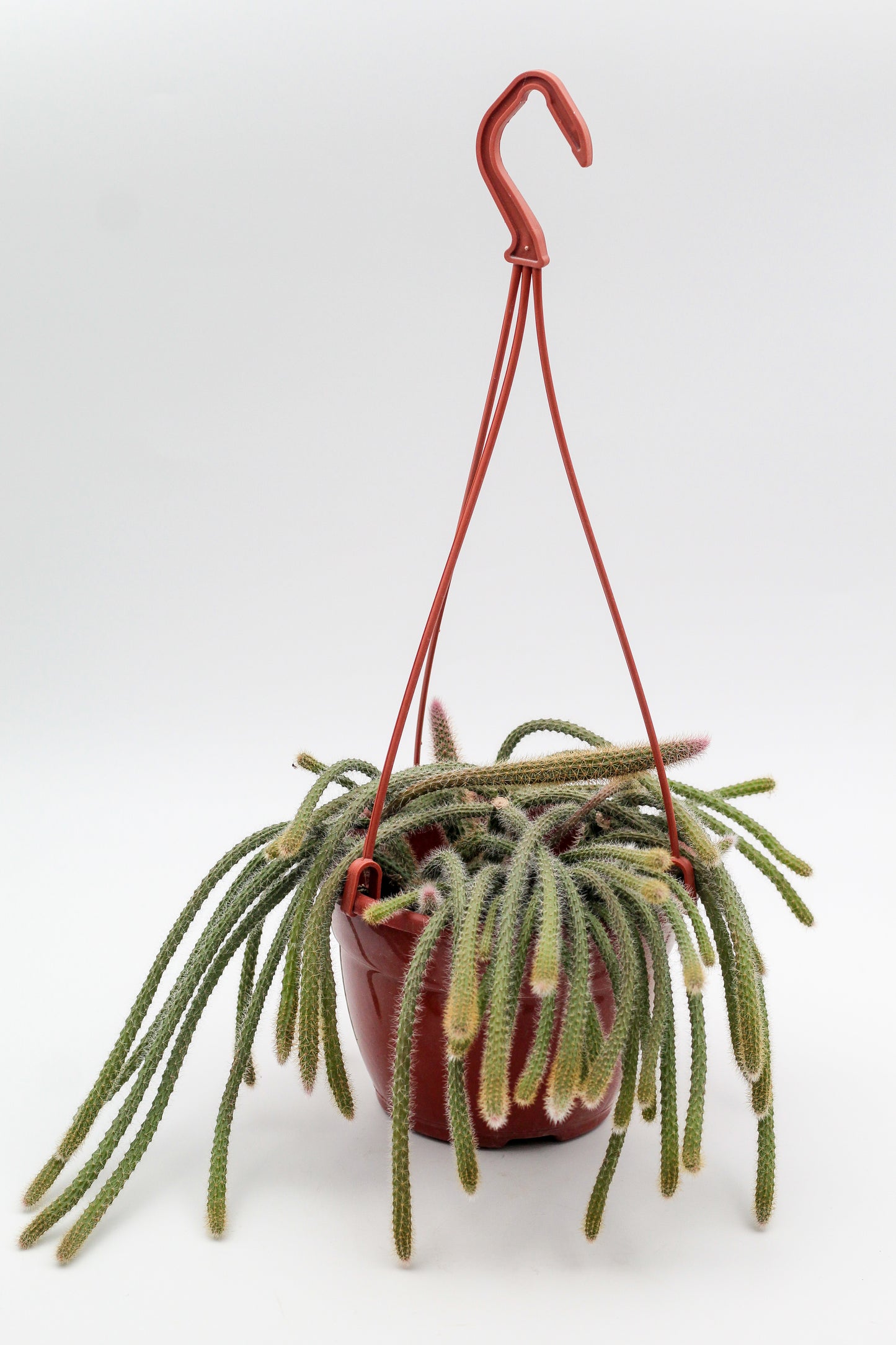 Aporocactus flagelliformis (Disocactus flagelliformis)