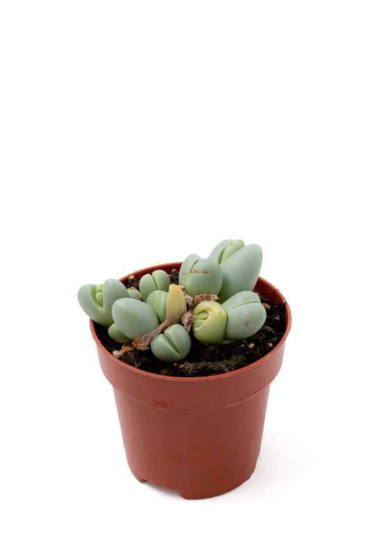 Argyroderma delaetii