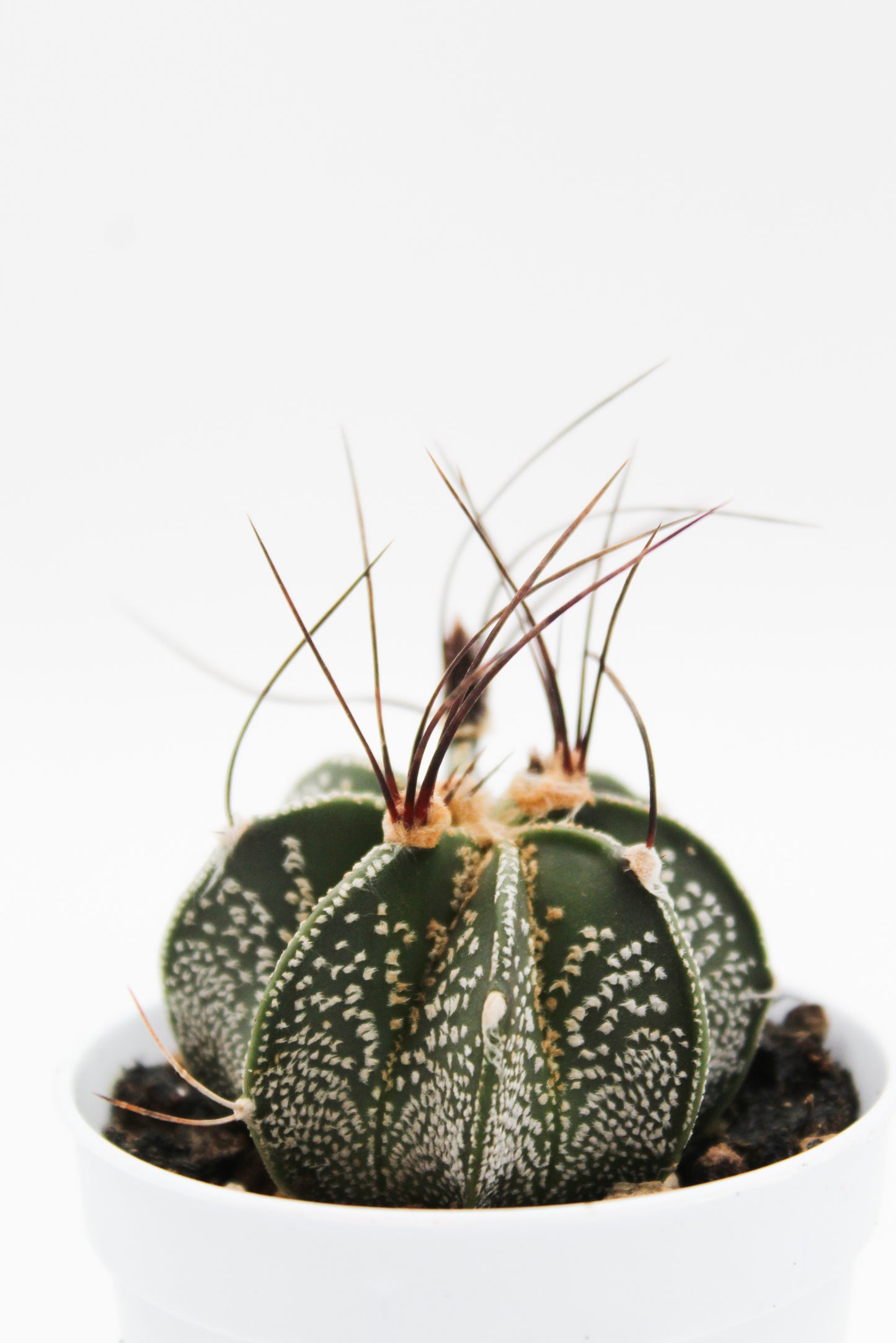 Astrophytum capricorne