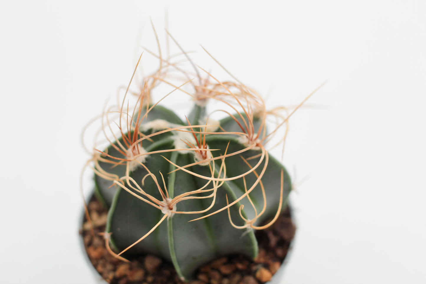 Astrophytum capricorne var. aureum