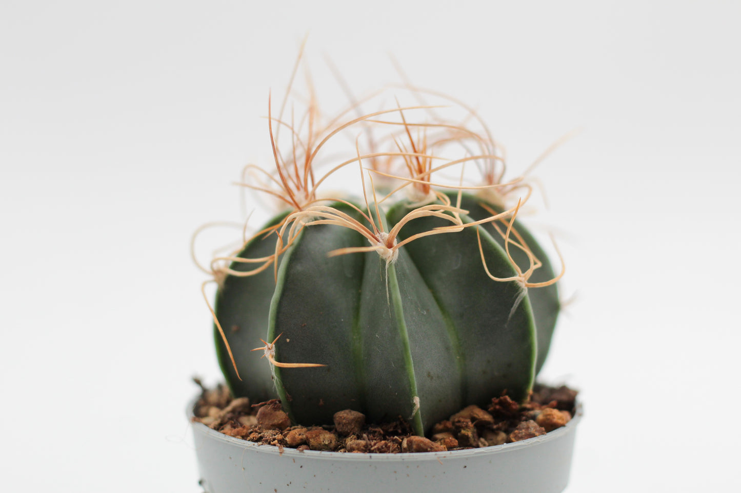 Astrophytum capricorne var. aureum
