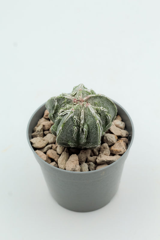 Astrophytum Myriostigma Fukuryu
