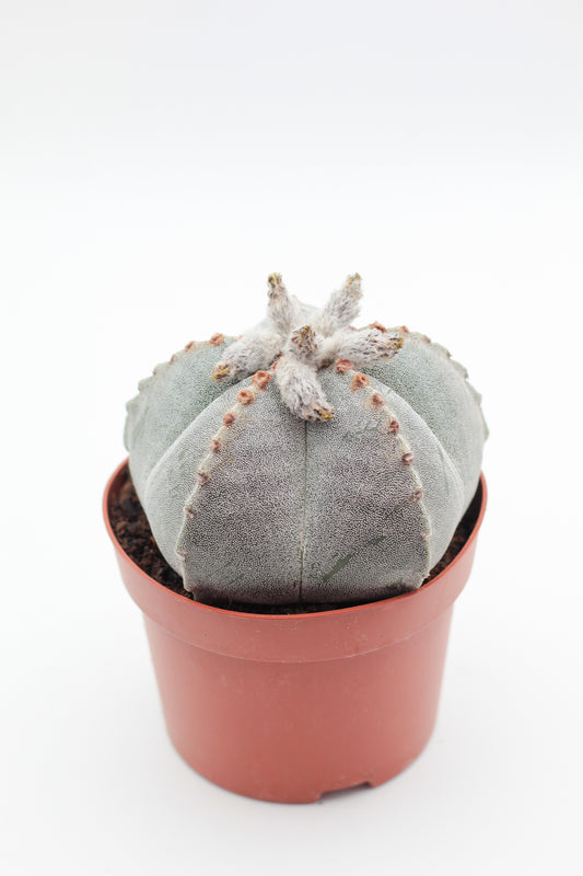 Astrophytum Myriostigma groot