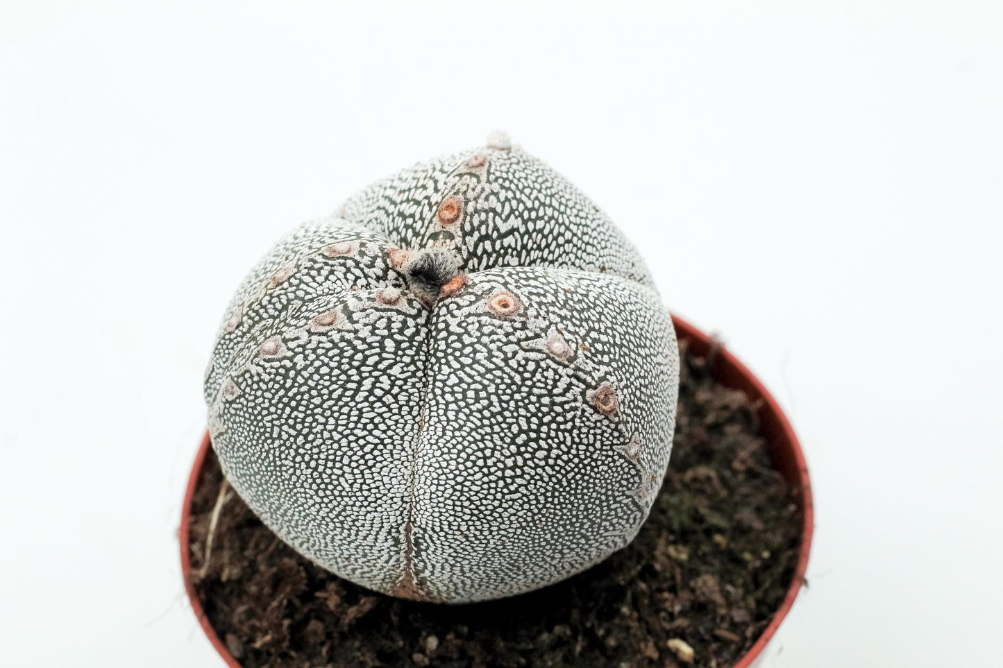 Astrophytum Myriostigma onzuka