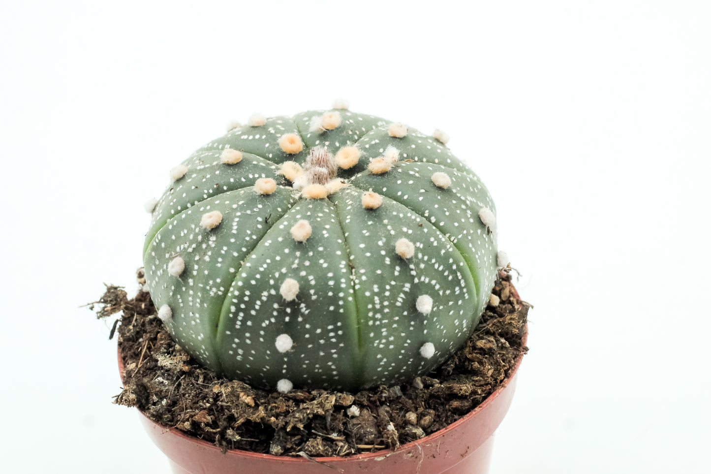 Astrophytum asterias medium