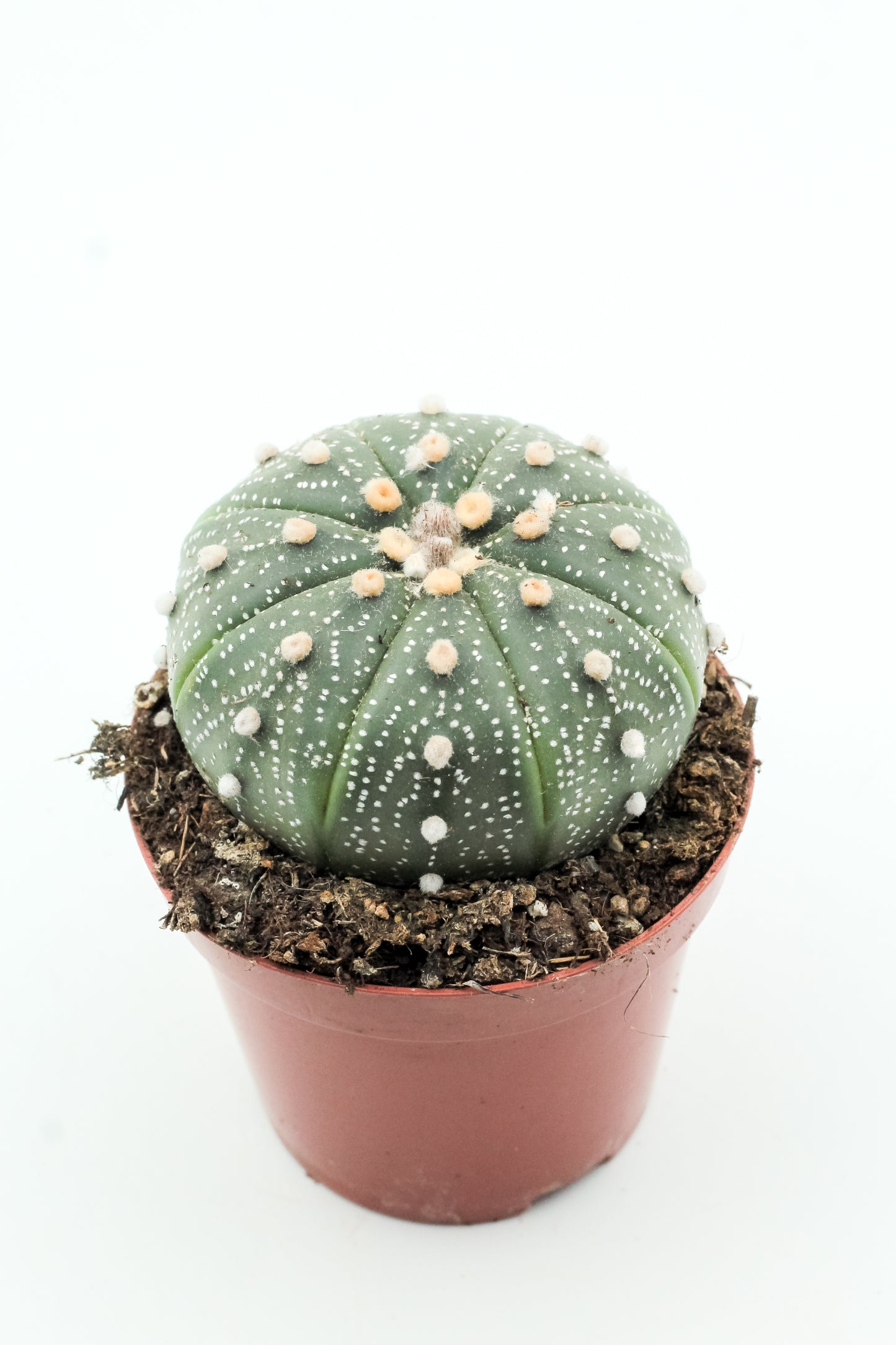 Astrophytum asterias medium