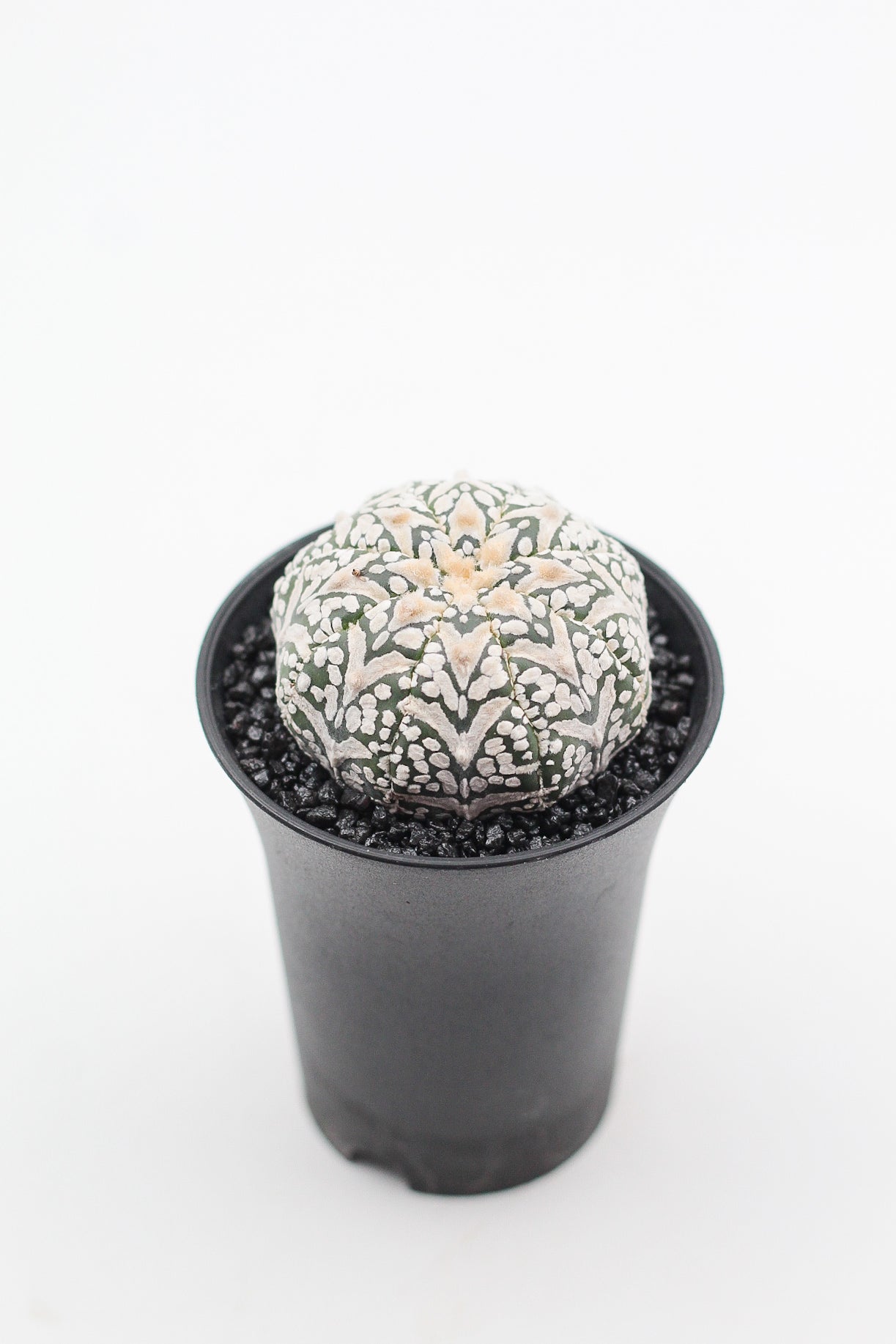 Astrophytum asterias Superkabuto