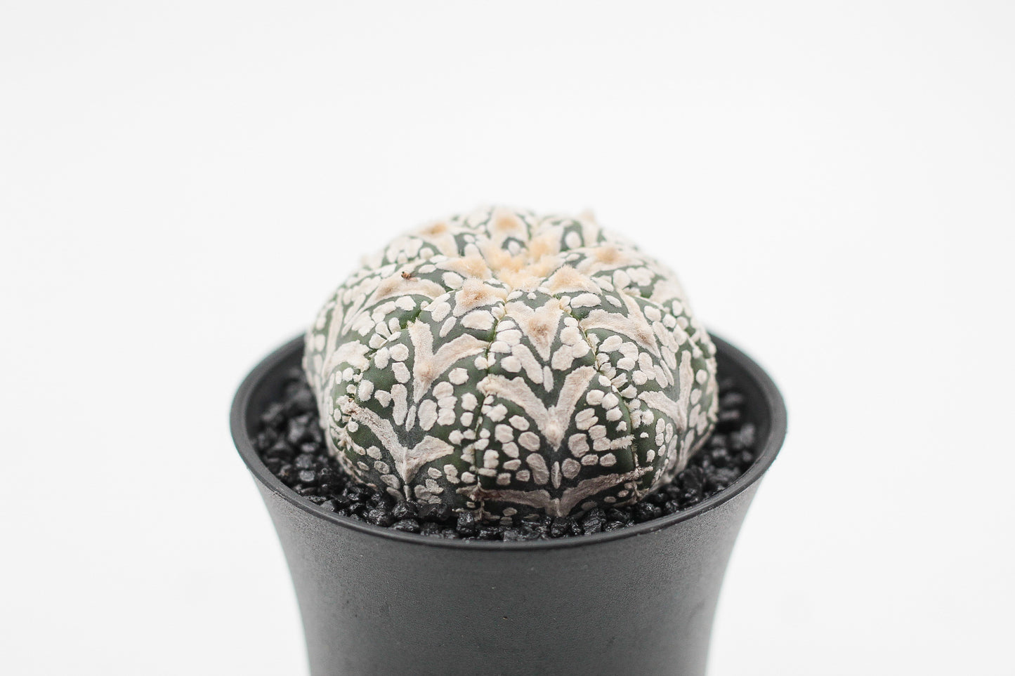 Astrophytum asterias Superkabuto