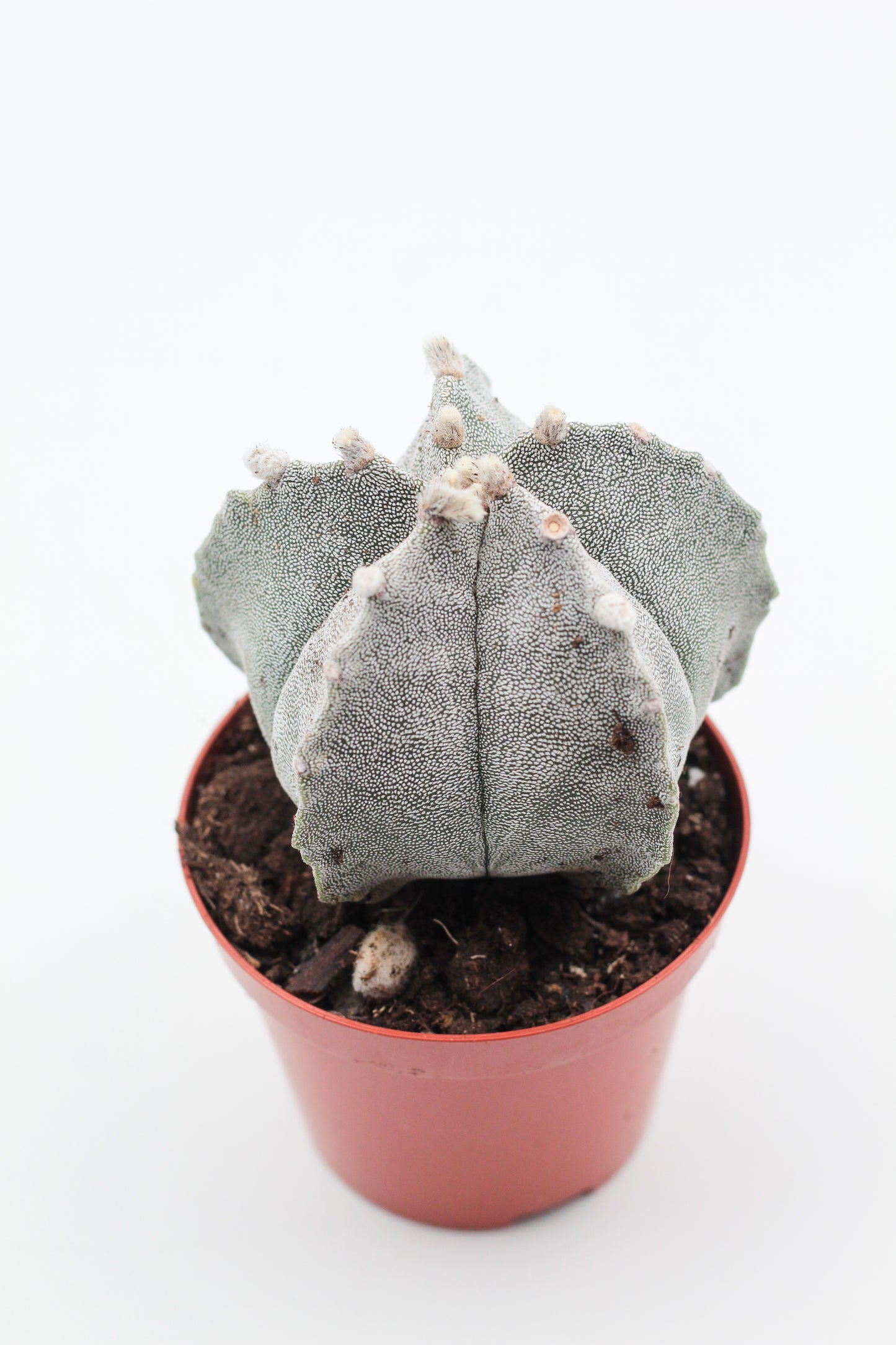 Astrophytum Myriostigma