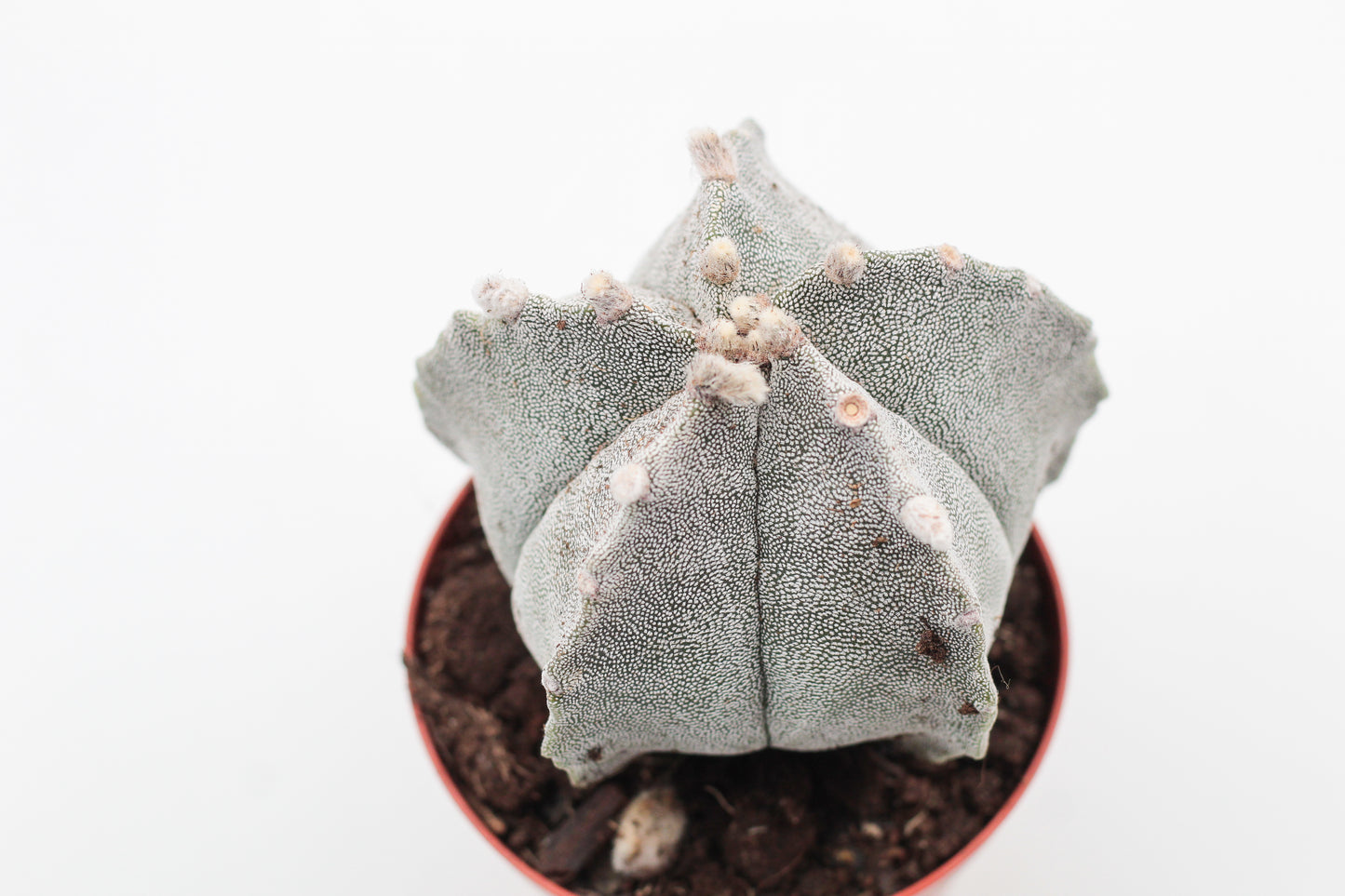 Astrophytum Myriostigma