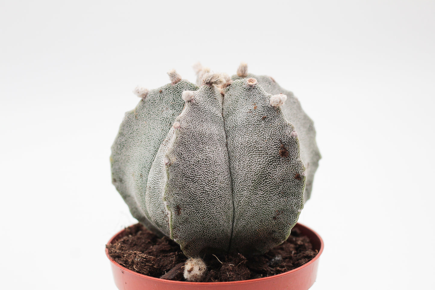 Astrophytum Myriostigma