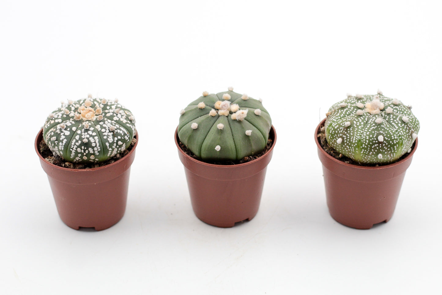 Astrophytum Asterias dotted/nudum
