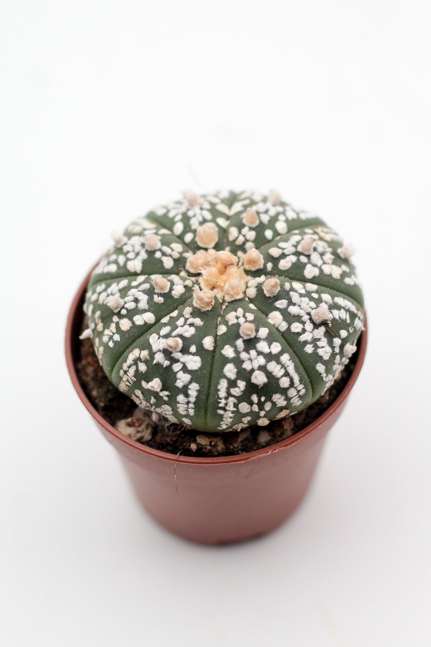 Astrophytum Asterias dotted/nudum