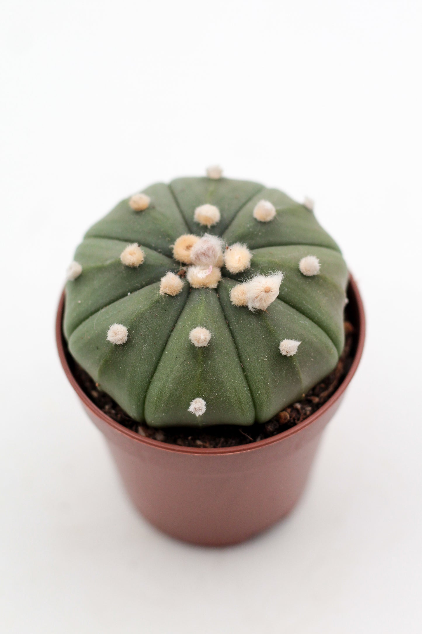 Astrophytum Asterias dotted/nudum
