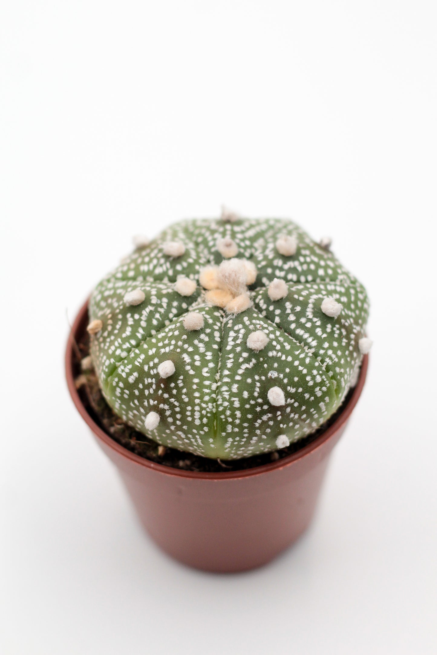 Astrophytum Asterias dotted/nudum
