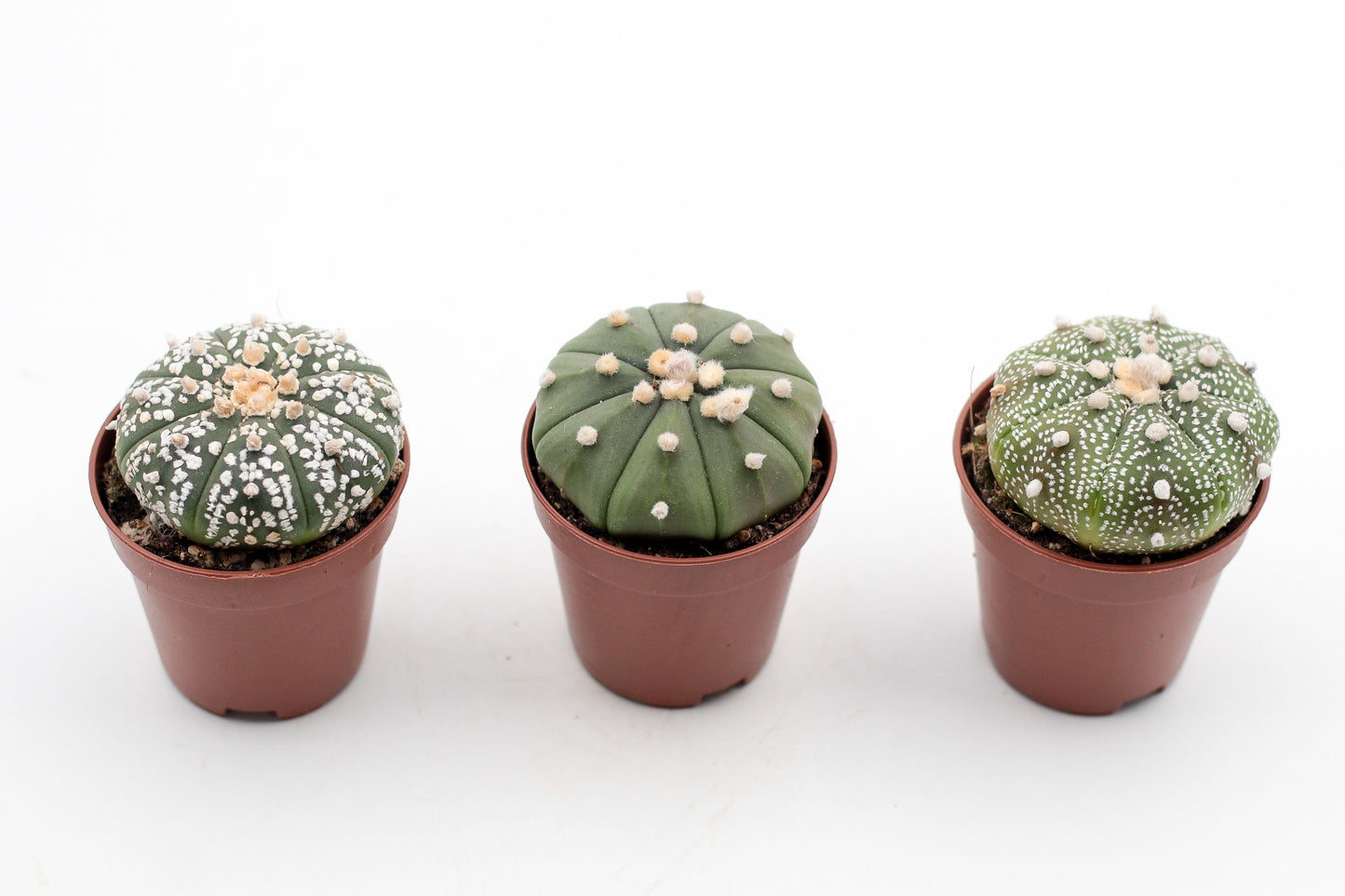 Astrophytum Asterias dotted/nudum