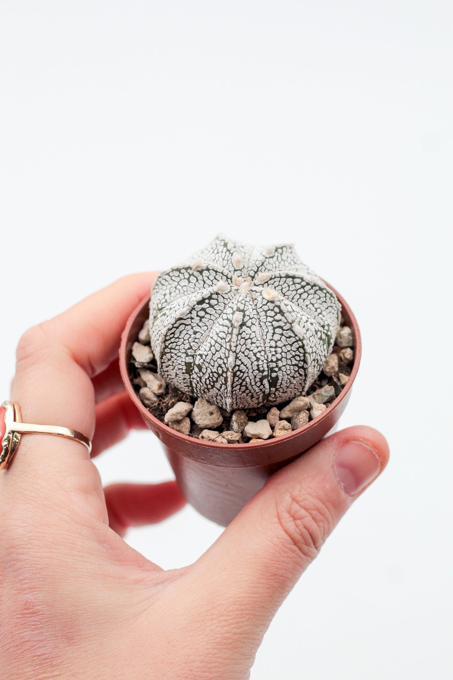 Astrophytum hybrid SK-CO