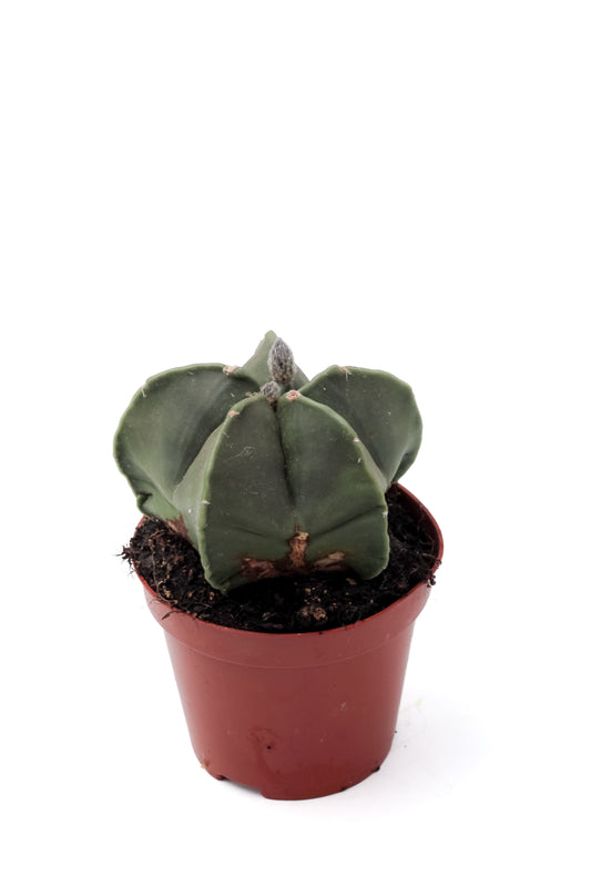 Astrophytum myriostigma nudum